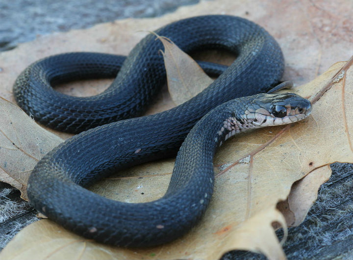 Eastern Garter Snake